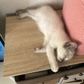 かわいいシャム猫