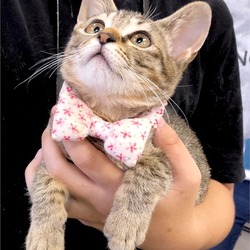 ▼猫の譲渡会▼名古屋市守山区 サムネイル1