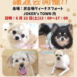 ペットと暮らそう！お台場ヴィーナスフォート譲渡会