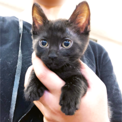 ▼猫の譲渡会▼名古屋市守山区 サムネイル2