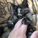 子猫4匹保護しました、助けて下さい！！〜その1