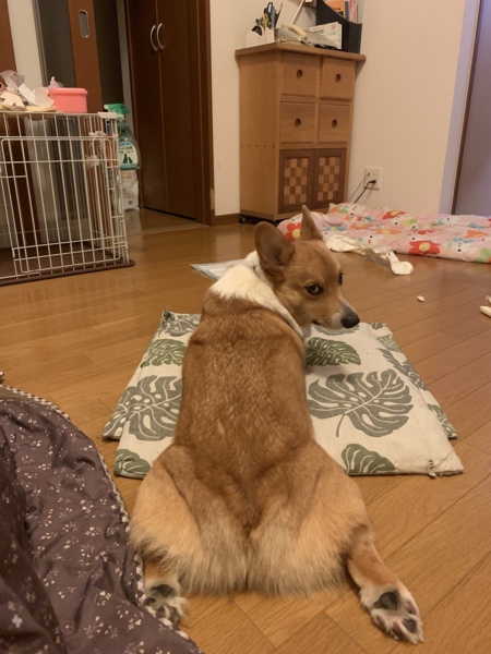 クック