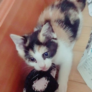 １か月半、三毛の女の子。美猫さんです。