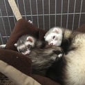2匹一緒に飼ってくれる方募集