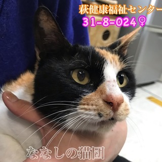 譲渡されました♡三毛猫さん♡024