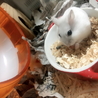 めいぶぅ
