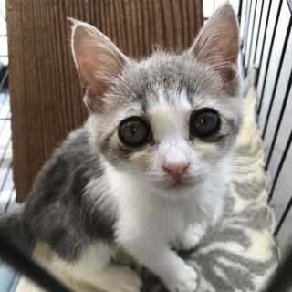 白グレーの美猫ちゃん 019