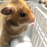さんま