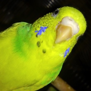 病気から大好きなインコ譲って差し上げます