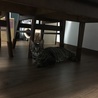 抱っこが出来るようになったのでお部屋デビュー。お腹を撫でるとゴロンします。
