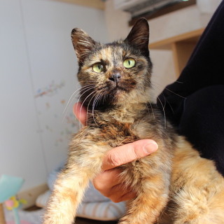 肩乗り大好き!【トライアル予定のため一旦募集停止】