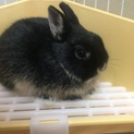 血統書付き ネザーランドドワーフ うさぎ