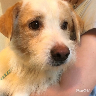 この子を助けてください。