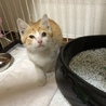 ともにゃんさん
