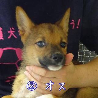 生後3カ月半位の子犬・・まだ臆病です。