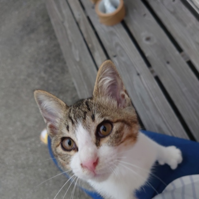 あーちゃんはゆうままのカバー写真