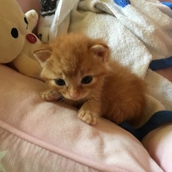 小さなお日様