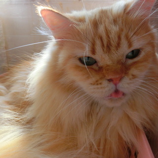 ★笑顔と元気をくれる不思議な猫ちゃん★