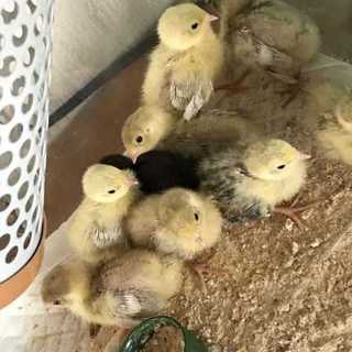 ヒメウズラ里親募集