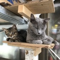 野良ちゃんが実家で出産しました。