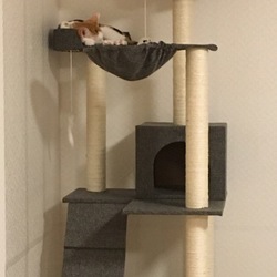 保護猫の室内フリー飼いについて