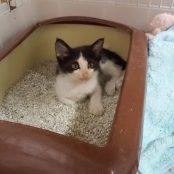 「ぽんずワクチン1回目」サムネイル1