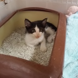 「ぽんずワクチン1回目」サムネイル3