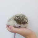 ハリネズミ里親募集中