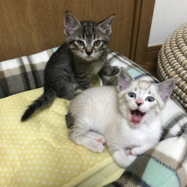 にくきゅーハイタッチのカバー写真