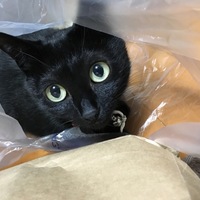 ちょび