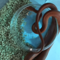 コーンスネーク オレンジ