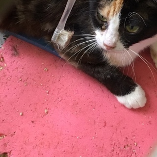 茶白親子とともに譲渡。人慣れ◯美しい三毛猫