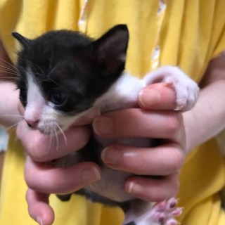 可愛いはちわれ子猫ちゃんです❗