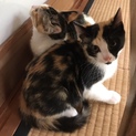 キリッとした素敵な三毛猫ちゃん