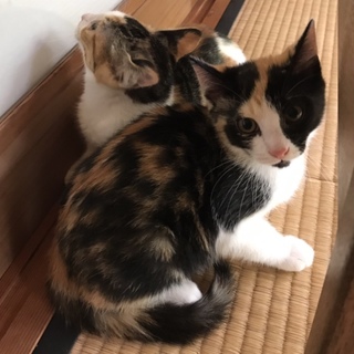 キリッとした素敵な三毛猫ちゃん