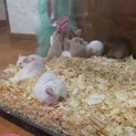ハツカネズミ♀里親募集