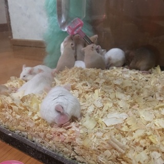 ハツカネズミ♀里親募集