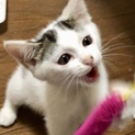 一旦募集停止します