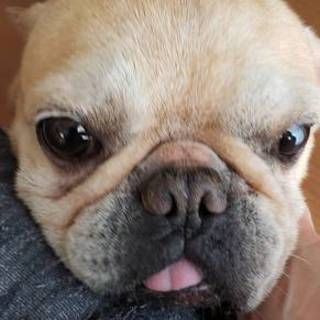 トライアル決定フレンチ シン君