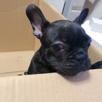 ぶん太