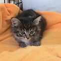 仔猫の里親さん募集します！