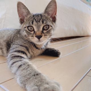 キジ子猫くん保護