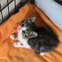 仔猫の里親さん募集します！