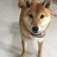 こまめ