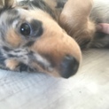 生後2ヶ月 ミニチュアダックス子犬ちゃん