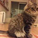 メインクーン×ペルシャの男の子♪