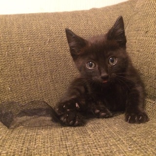 【５月生まれ】クロ☆キジ男の子♂