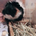 モルモット 1歳3ヶ月