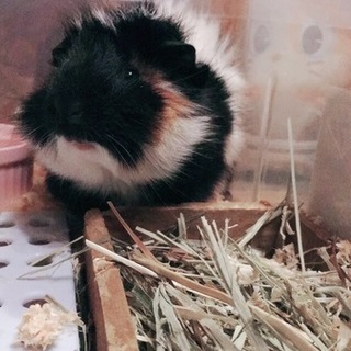 モルモット 1歳3ヶ月