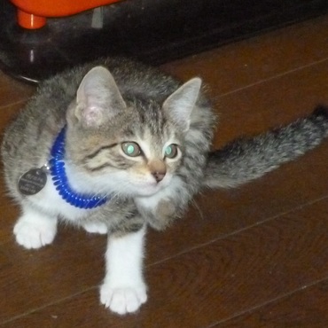 タグ邪魔だ～！